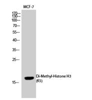 Histone H3 (Di Methyl Lys4) Polyclonal Antibody