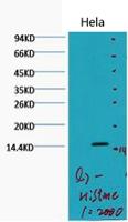 Histone H3 (Di Methyl Lys79) Monoclonal Antibody(Q7)