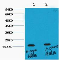 Histone H3 (Tri Methyl Lys36) Monoclonal Antibody(Q12)