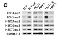 Histone H3 (Tri Methyl Lys4) Monoclonal Antibody(2E11)