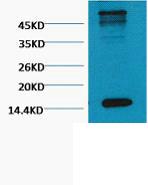 Histone H3 (Tri Methyl Lys79) Monoclonal Antibody(1B7)