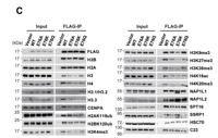 Histone H3 (Tri Methyl Lys79) Monoclonal Antibody(3G3)