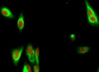 Histone H3 (Tri Methyl Lys79) Monoclonal Antibody(3G3)