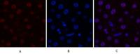 Histone H3 (Tri Methyl Lys79) Monoclonal Antibody(3G3)