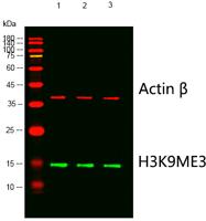 Histone H3 (Tri Methyl Lys9) Monoclonal Antibody(2C3)