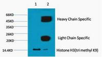 Histone H3 (Tri Methyl Lys9) Monoclonal Antibody(4H8)
