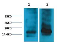 Histone H3 (Tri Methyl Lys9) Monoclonal Antibody(4H8)