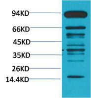 Pan Methylated Lysine Monoclonal Antibody(Mix)