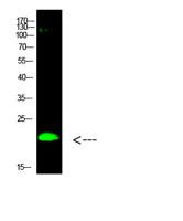 Histone H3 (Di-Methyl-K80) Polyclonal Antibody