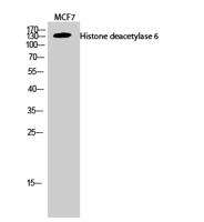 Histone deacetylase 6 Polyclonal Antibody