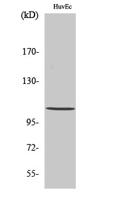 Histone deacetylase 7a Polyclonal Antibody