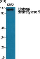 Histone deacetylase 9 Polyclonal Antibody