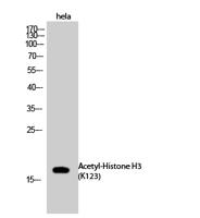 Histone H3 (Acetyl Lys123) Polyclonal Antibody