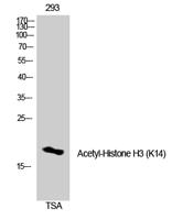 Histone H3 (Acetyl Lys14) Polyclonal Antibody