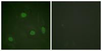 Histone H3 (Acetyl Lys23) Polyclonal Antibody