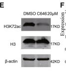 Histone H3 (Acetyl Lys27) Polyclonal Antibody