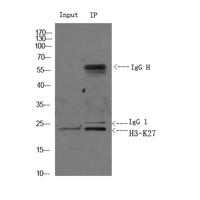 Histone H3 (Acetyl Lys27) Polyclonal Antibody