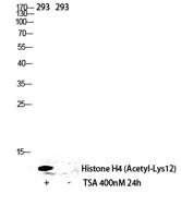 Histone H4 (Acetyl Lys12) Polyclonal Antibody