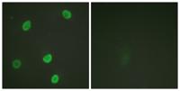 Histone H4 (Acetyl Lys8) Polyclonal Antibody