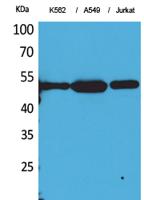 Tubulin α (Acetyl Lys352) Polyclonal Antibody