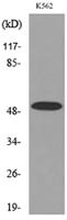 Tubulin α (Acetyl Lys352) Polyclonal Antibody