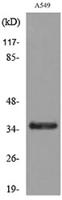 Ref-1 (Acetyl Lys6) Polyclonal Antibody