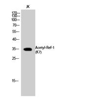 Ref-1 (Acetyl Lys7) Polyclonal Antibody