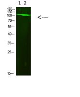 PARP-1 (Acetyl-K521) Polyclonal Antibody