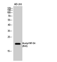 NF-E4 (Acetyl Lys43) Polyclonal Antibody