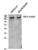 CRM1 (Acetyl Lys568) Polyclonal Antibody