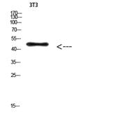 E2F-3 (Acetyl Lys168) Polyclonal Antibody