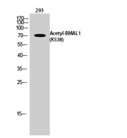 BMAL1 (Acetyl Lys538) Polyclonal Antibody