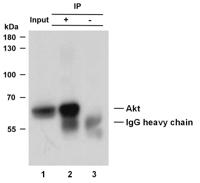 Akt (PTR2314) mouse mAb