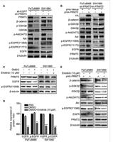 Akt (PTR2314) mouse mAb