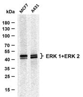 ERK 1/2 (PTR1327) mouse mAb