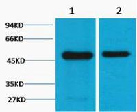 Flotillin-1 Monoclonal Antibody(6C10)