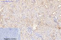 Collagen I mouse Monoclonal Antibody(4H10)