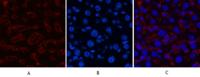 Collagen III Monoclonal Antibody(Q76)