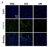 COX IV Monoclonal Antibody(6C8)