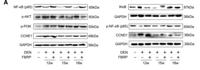 COX IV Monoclonal Antibody(6C8)