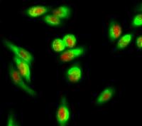 COX IV Monoclonal Antibody(6C8)