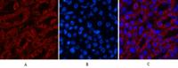 COX IV Monoclonal Antibody(6C8)