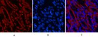 COX IV Monoclonal Antibody(6C8)