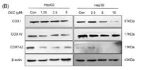 COX IV Monoclonal Antibody(6C8)