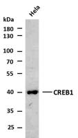 CREB1 (PTR2317) mouse mAb