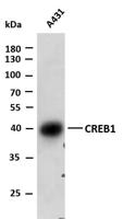 CREB1 (PTR2317) mouse mAb