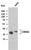 CREB1 (PTR2317) mouse mAb