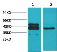 CREB1 (PTR2317) mouse mAb