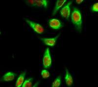 Cyclophilin B Monoclonal Antibody(2B10)