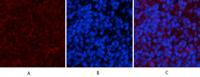 Cyclophilin B Monoclonal Antibody(2B10)